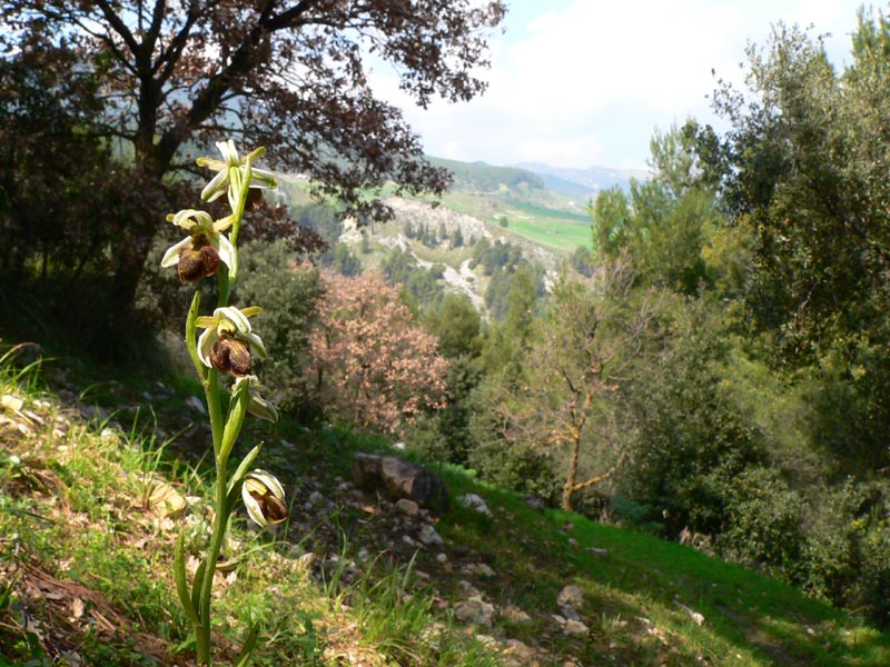 Primavera e orchidee palermitane